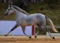 JACOBINO III, DE YEGUADA VILLA GELY, ORO EN SEMENTALES DE 4 AÐOS.